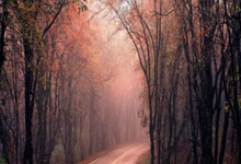 YY易游：孙杨3句话不离张豆豆？典型的模范丈夫，直言在家里豆豆排第一.